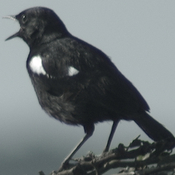 Sooty Chat